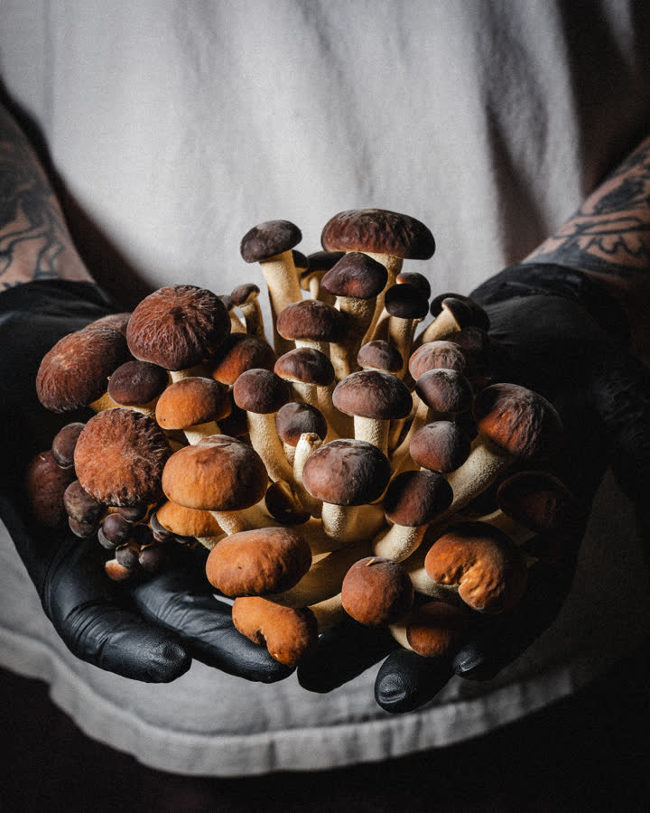 funghi pioppini freschi tra le mani